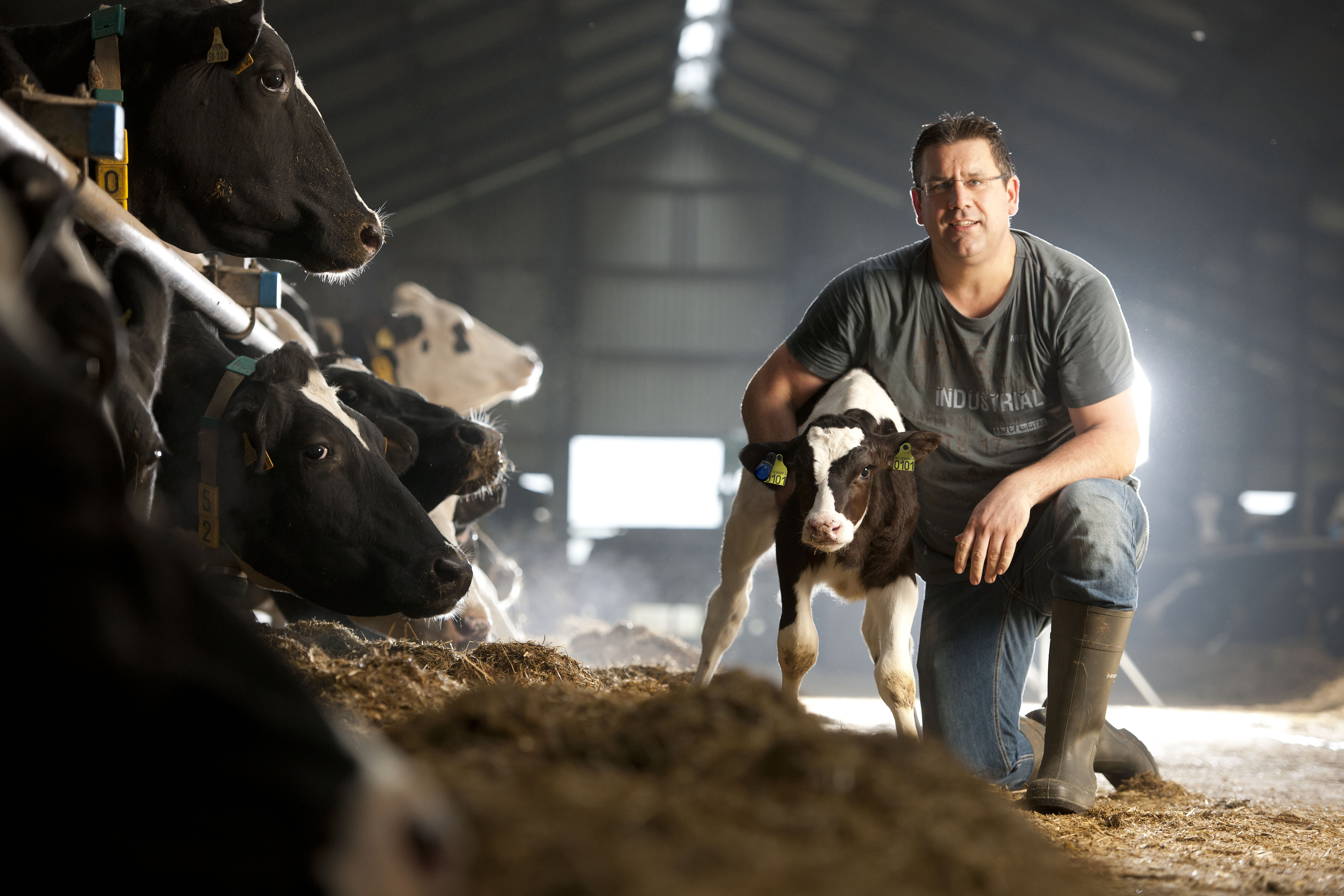 Nyhet: SenseHub Dairy Youngstock – nå helt fra fødselen av